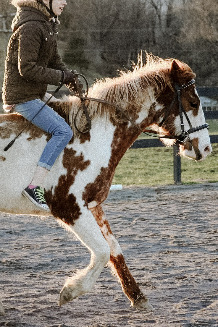 What to do When Your Horse is Fresh