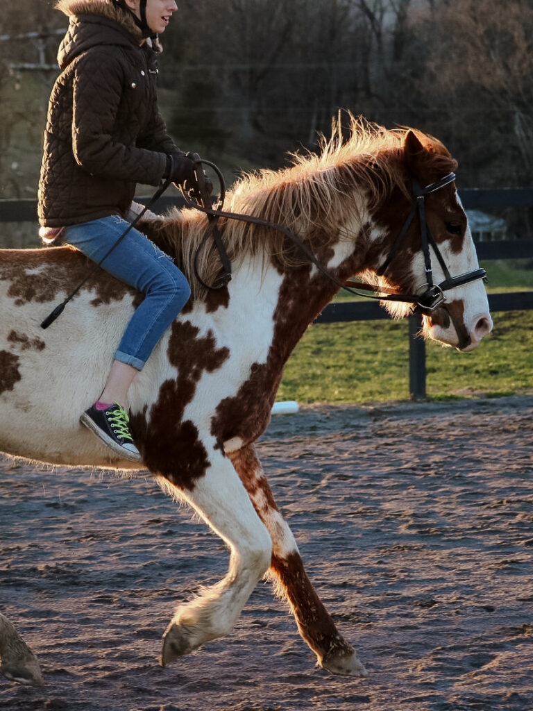 Handling a fresh horse: the ultimate guide
